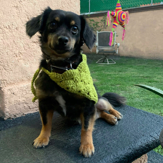 Cuddly Wrap - Bandana pour Chien
5