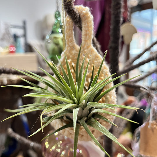 Spring in Bloom - Air Plant Cozy