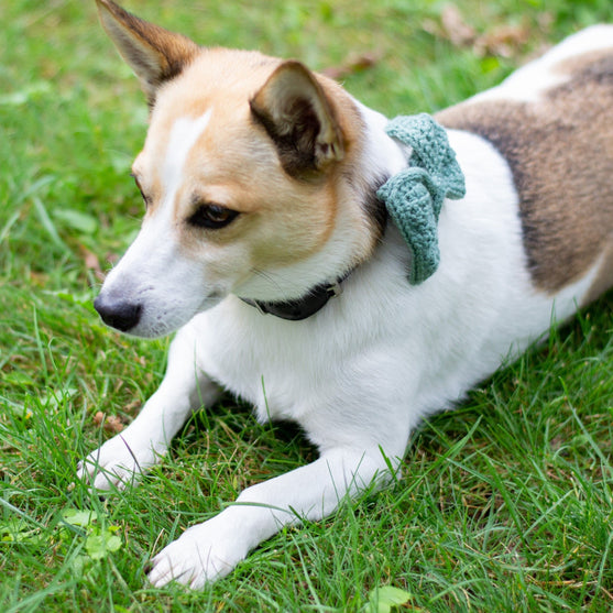 Wow Bow - Nœud Chien
3