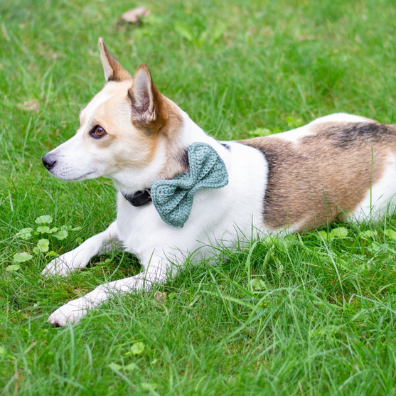 Wow Bow - Nœud Chien
2