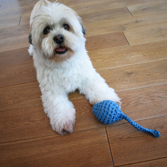 Têtard - Jouet pour chien
2