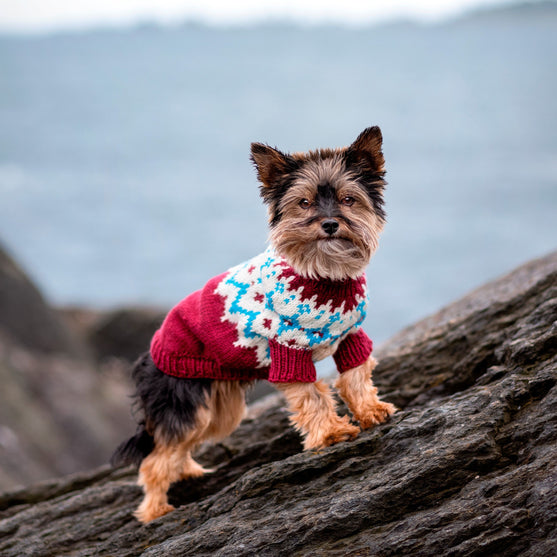 Yorkshire Terrier - Dog Sweater
1