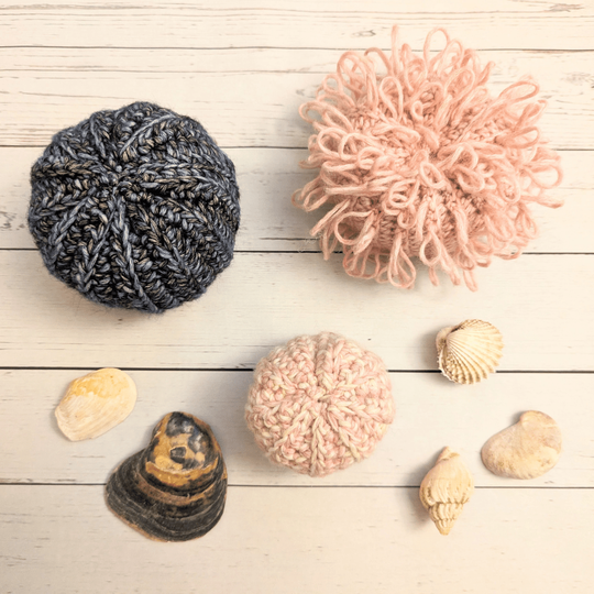 Sea Urchin