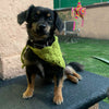 

Cuddly Wrap - Dog’s Bandana
5