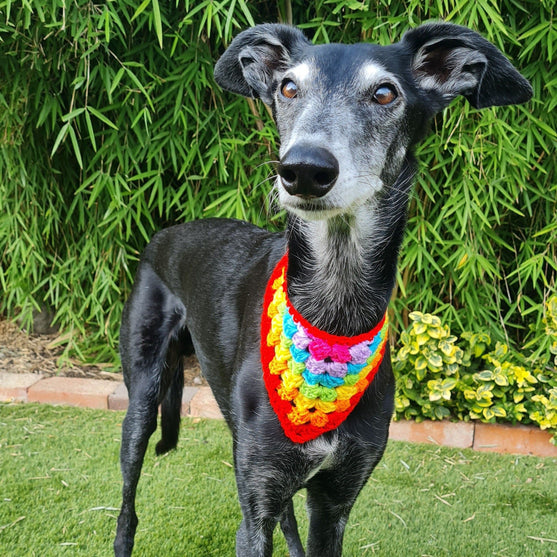 

Dandy - Dog Bandana
1