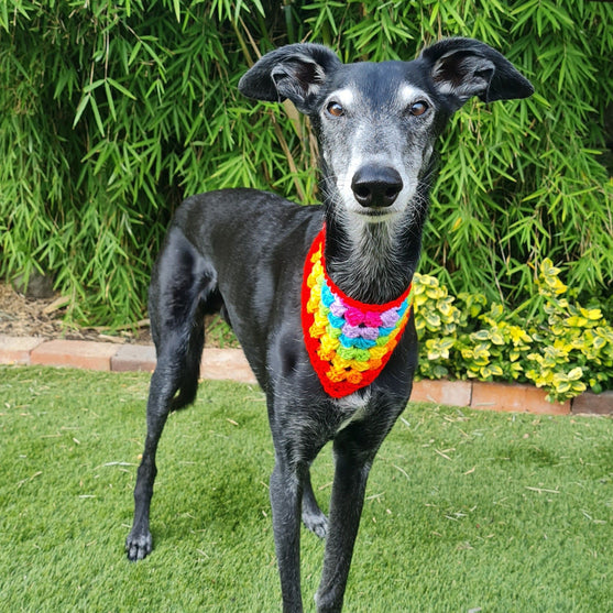 

Dandy - Dog Bandana
2