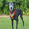 

Dandy - Dog Bandana
4