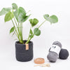

Gehaakte Ribbon Pothoes - Groot
1