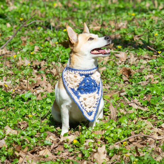 

Gina - Bandana Dog
1