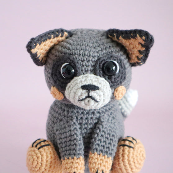 

Buddy the Blue Heeler
2