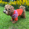 

Bichon Havanais - Dog Sweater
3