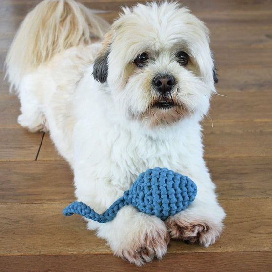 

Tadpole – Dog Toy
1