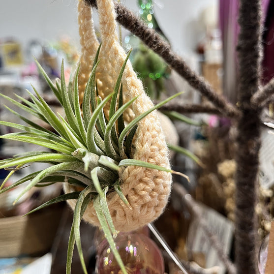 

Spring in Bloom - Air Plant Cozy
2