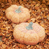 

Giant Pumpkin
2