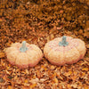 

Giant Pumpkin
4