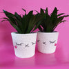 

Kawaii Sweet Pots
1